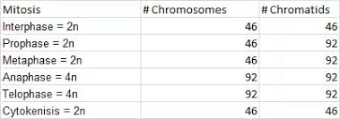 Mitosis in a plant cell with 20 chromosomes. What Will Be The Chromosome Number In Humans During Different Phases Of Mitosis And Meiosis Quora