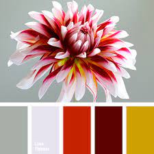 Check spelling or type a new query. Burgundy Color Palette Ideas