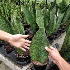 Sansevieria masoniana whale fin snake plant growing in the landscape animal kingdom walt disney world. Pin On Plant Wish List