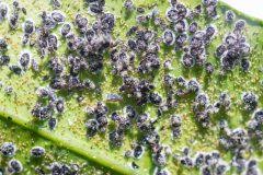 Wie kann man eine dipladenia überwintern? Dipladenia Als Zimmerpflanze Halten So Fuhlt Sich Die Mandevilla Wohl