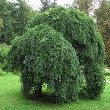 Image result for Styphnolobium