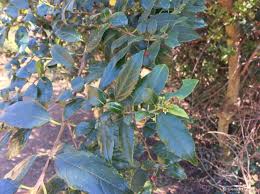 Image result for Rhamnus prinoides
