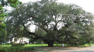 Maybe you would like to learn more about one of these? The Big Oak Wikipedia