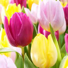 I Bought A Bag Of 24 Gardenline Perfect Blends Tulip Bulbs Prince Mix For 6 99 On 10 27 2013 A Combination Of Sunn Bulb Flowers Tulips Flowers Tulip Bulbs