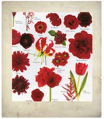 Martha Stewart S Ultimate Flower Guide Red Wedding Flowers Vintage Wedding Flowers Flower Guide