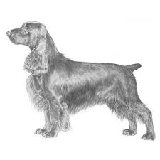 The current median price for all field spaniels sold is $0.00. Field Spaniel Dog Breed Information