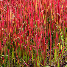 Image result for Imperata