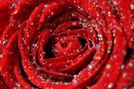 If you're looking for the best roses wallpaper for desktop then wallpapertag is the place to be. Amore Rose Hd Wallpaper Wallpapers Free Amore Rose Hd Wallpaper Wallpaper Download Wallpapertip
