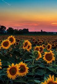 Discover (and save!) your own pins on pinterest Pin By Georgi 14 On Poze De Fundal Sunflower Wallpaper Beautiful Nature Yellow Flowers