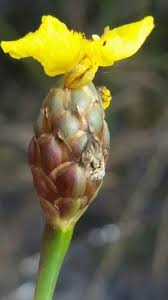 Image result for Xyris straminea