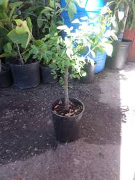 Image result for Pithecellobium dulce