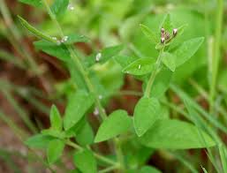 Image result for Cleome monophylla