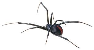 Image black facebook logo png. Download Black Widow Spider Transparent Background Hq Png Image Freepngimg