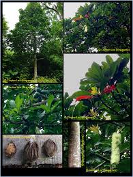 Image result for Barringtonia