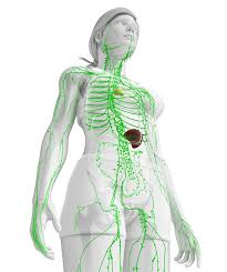 Das lymphsystem anregen und abfallstoffe im körper effektiv abtransportieren. Pin Auf Fitness