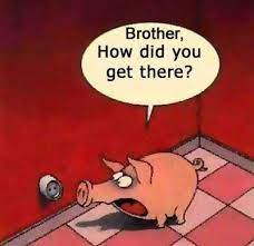 We did not find results for: Funny Pig Quotes Quotesgram