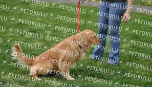 Kopek Tuvalet Egitimi Nasil Verilir Video Pet Okulu