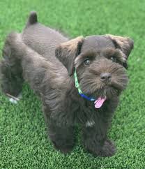 Purebred puppies for sale near me. Sparkling Schnauzers Miniature And Giant Schnauzers Breeders In Phoenix Metro Area Miniature And Giant Schnauzers