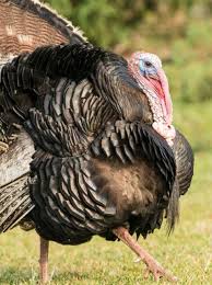 Everything you need to know about türkiye, where to travel and our tourism, all at your fingertips. Not Giving It Up Cold Turkey Bird Hunters Just Winging It Wgme