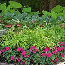 Image result for Olax aschersoniana