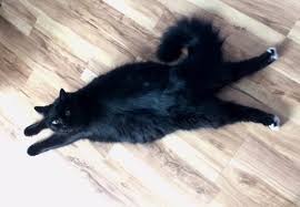 His Flying Superhero Pose Nyoom Pretty Cats Cool Cats Beautiful Cats