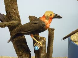 We did not find results for: Burung Jambul Wikipedia Bahasa Melayu Ensiklopedia Bebas