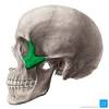 Moving below the many muscles of the face and head, you have the muscles of the neck. Https Encrypted Tbn0 Gstatic Com Images Q Tbn And9gctkq Lcrti8b Si8fwpw Jp Iveximv93ssuaileoows2kt8ilk Usqp Cau