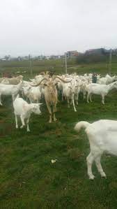 62 de spatii comerciale de vanzare in iasi, judetul iasi, pe imobiliare.ro. Vand Schimb Capre Saanen Cu Porci