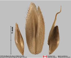 Image result for Holcus