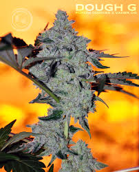 When you look at the genetics of the strain wedding cookies as well as those of pink cookies, you'll find that they're the same hybrid strain with different . Dough G Ocean Grown Seeds