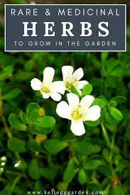 We did not find results for: Rare Gardens Herbs Medicinal Herbs Kellogg Garden Organics