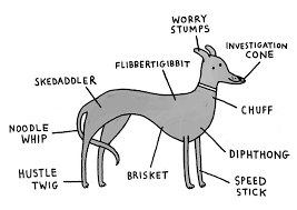 Breed Specific Canine Anatomy Greyhound Rescue Grey Hound