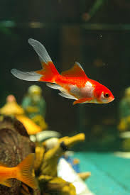 Peixes Que Nao Podem Conviver No Mesmo Aquario Esta Pensando Em Comprar Um Aquario Mas Ainda Nao Sabe Qu Em 2020 Tanques De Peixes Peixe De Estimacao Peixe Recheado