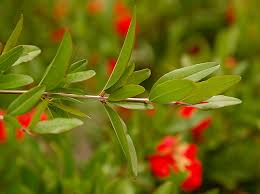 Image result for Punicaceae