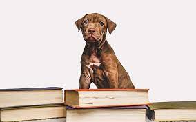 Heck, some have even been on the pages for hundreds of years. 215 Literary Dog Names Awesome Name Ideas From Books