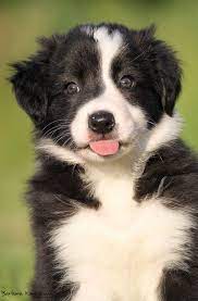 Divine Dolly Collie Puppies Border Collie Puppies Border Collie