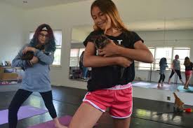 The yoga studio, bloomington, illinois. Kitten Yoga Sounds Purr Fect Local News Pantagraph Com