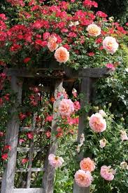 A Garden To Walk In And Immensity To Dream In A Garden To Walk In And Immensity To Dream In What More Could He Ask A Few Flowers At His Feet And Above Beautiful Flowers Beautiful Gardens Climbing Roses
