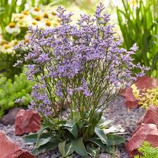 Image result for Limonium
