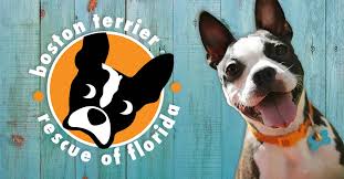 Rescue • rehabilitate • rehome english bulldogs. Boston Terrier Rescue Of Florida
