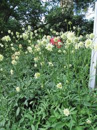 Image result for Cephalaria pungens