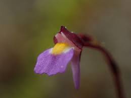 Image result for Utricularia striatula