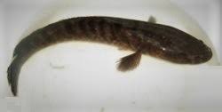 It is native to the fresh waters of southeast asia (south indian populations are now regarded as a separate species, c. Qoo10 Ikan Haruan Snakehead Fish Fresh Chilled 200g To 450g Per Piece Loc Meat Seafood