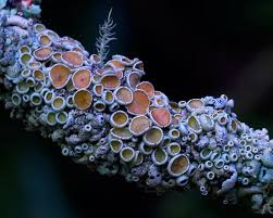 18 Fabulous Fungi Photos That Call Into Question Everything You Know About Nature Stuffed Mushrooms Lichen Moss Fungi