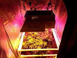 If you're considering an indoor grow setup, these grow tents are a great choice. Do My Cannabis Plants Need Side Lighting Grow Weed Easy