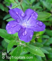 Image result for Blumea squarrosa