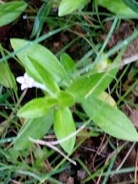 Image result for Spermacoce sp.