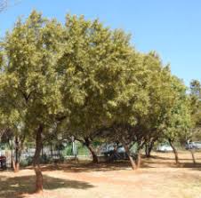 Image result for Searsia lancea