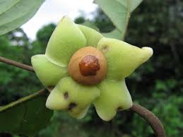 Image result for Uvaria angolensis