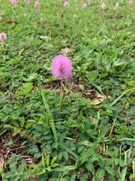 Image result for Mimosa mossambicensis